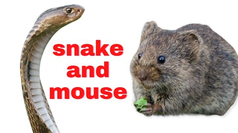 snake and mouse