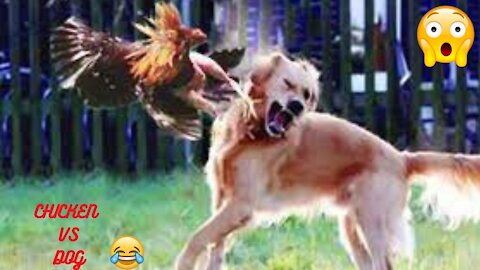 dog vs chicken [very fun]