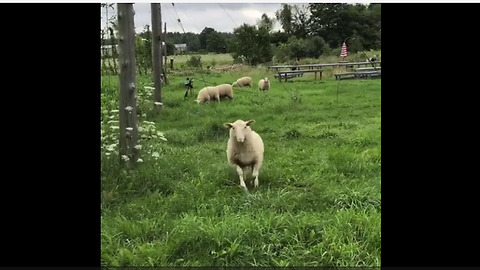 Sheep come running towards woman when called