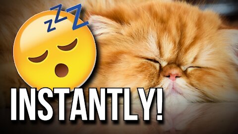 How to Deactivate Your Cat | KingViral