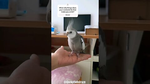 What's the most entertaining quirk your cockatiel has?