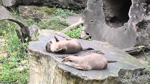 Dexterous Otter Juggles With Pebble Like A Pro