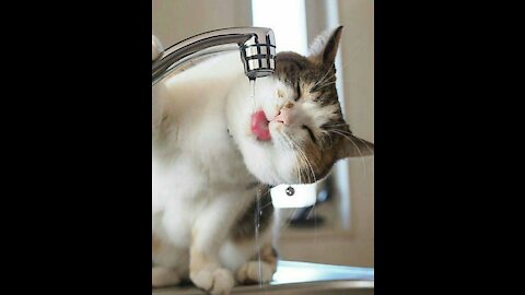 Cute Cat Drinks Water, Looking So Funny !