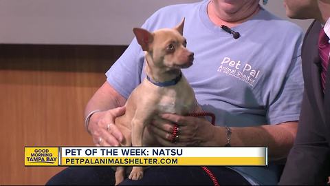 Pet of the week: Natsu is a very sweet 18-month-old Chihuahua needing a home