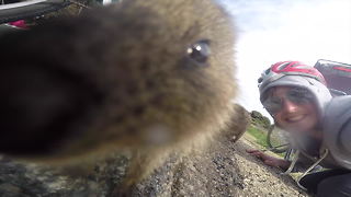 Australian island home to cute little quokkas