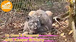 LIVE at Big Cat Rescue! 02 15 2023 -Moving Max Bobcat to a new home enclosure. MaryAnn to follow.