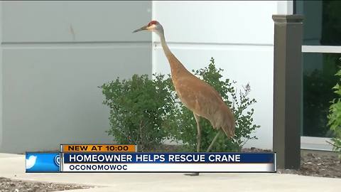 Neighbors help save sandhill crane with plastic wrapped around beak