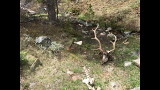 Winterkill Bull Elk - Found May 25, 2022