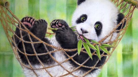 Cute Baby Panda