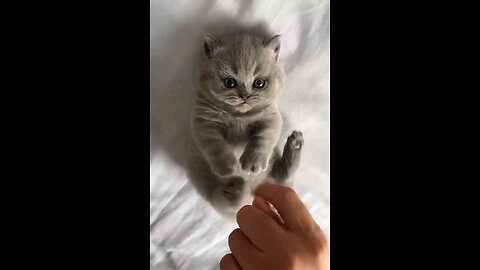 Cute Little cat