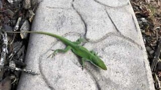 Baby freaks out when lizard climbs on him