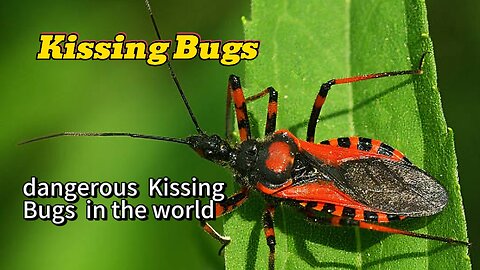 dangerous Kissing Bugs in the world | Dangerous insects