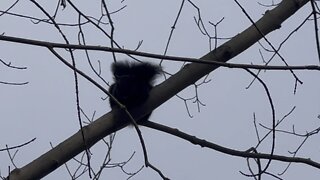 Black Squirrel aka fluffy hairball