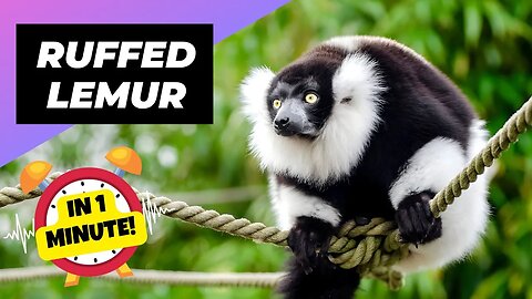 Black-And-White Ruffed Lemur - In 1 Minute! 🐼 One Of The Rarest Animals In The Wild | 1MinuteAnimals