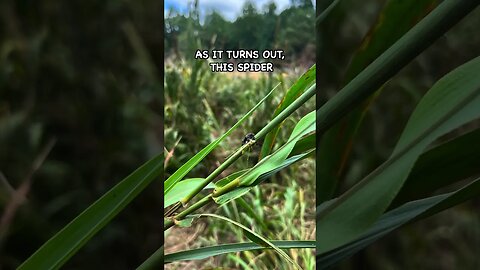 Look What I Found In This Cover Crop Field #covercrops #beneficialinsects #soilhealth