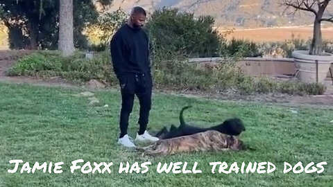 Jamie Foxx puts a lot of effort into his dogs