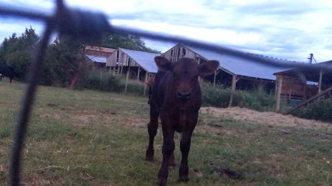 Mama cow shows her concern for calves safety