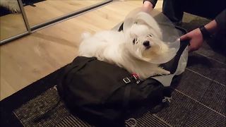 Stubborn Dog Refuses To Let Owner Leave For Vacation