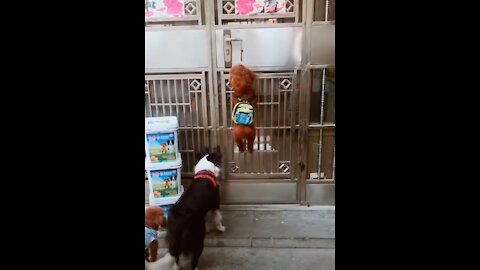 CUTE AND SMART DOGS OPENING THE DOOR