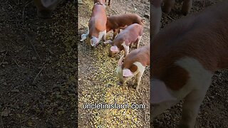 Piglets Eating Breakfast @UncleTimsFarm #kärnəvór #carnivore #shorts #hereford #freerangepigs