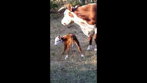 New calf