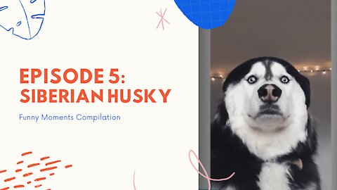 Very Funny Dogs #5 - Siberian Husky