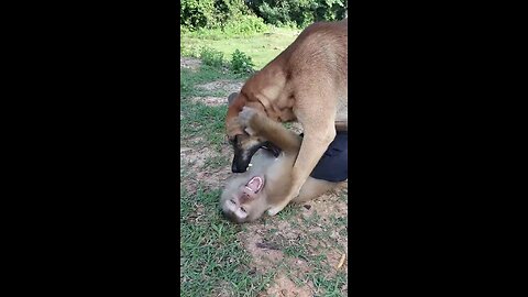 Dog and monkey wrestling video😅