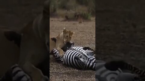 Lions Hunt Zebra And Eat It Alive