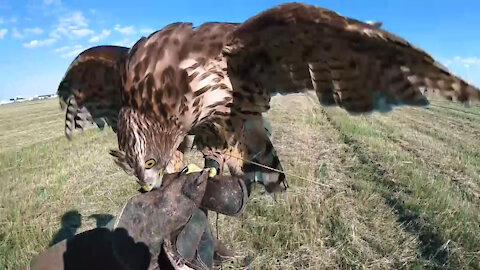The falconer – how birds help NATO’s Baltic Air Policing mission (b-roll)