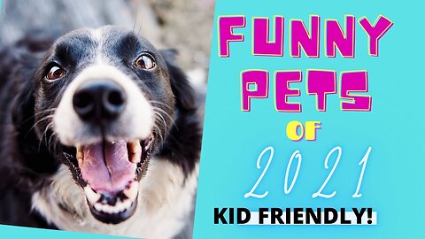 Funny Animal Videos for Kids in 2021 ❤️ Great for Kids!