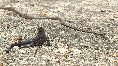 This iguana is a freaking survivor (snakes)