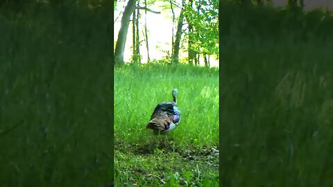 The sounds of spring #turkey #turkeyhunting #hunting #turkeyseason #shorts