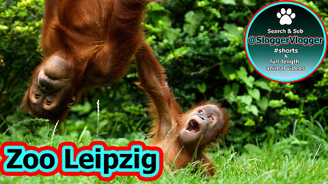 Leipzig Orangutan Antics Lursa & Sari's Entertaining Playtime