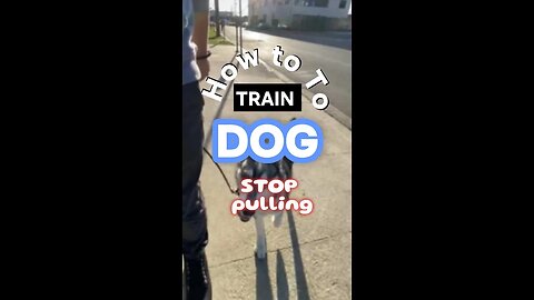 "How to Train Your Dog: Stop the Pulling Now!"