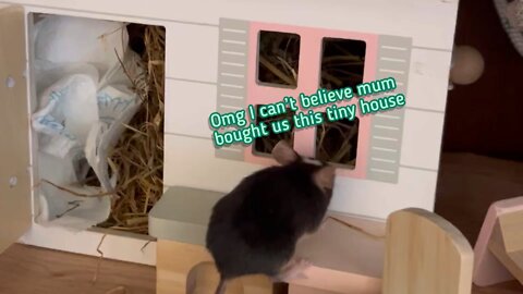 My mice love their tiny house ❤️🐭🏠