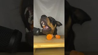 Rottweiler ASMR #shorts #short #viral #asmr #subscribe