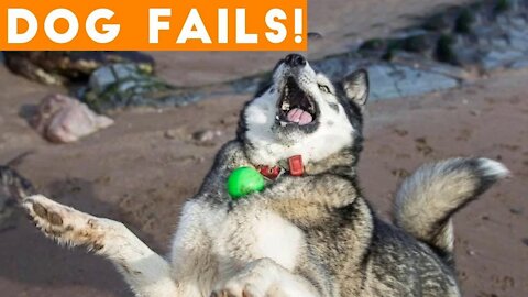 Try Not To Laugh Watching Funny Animal Fails