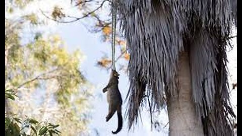 Python filmed dragging possum prey up tree in Australia