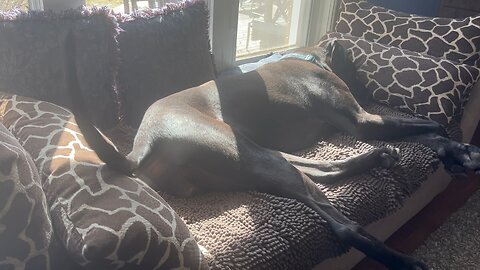 Happy Great Dane Puppy Wags Her Tail While She Sleeps