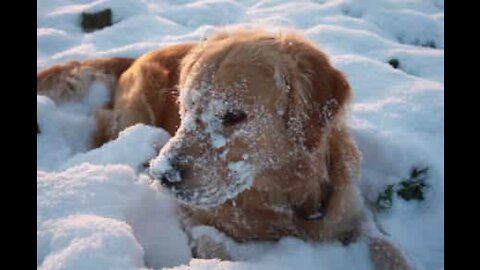 Determined dog braves blizzard to return ball