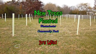 New Trees Planted