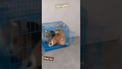 2 dogs fighting over who enters a cage