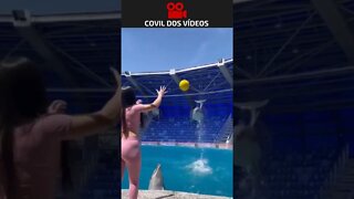 jogando bola com golfinhos