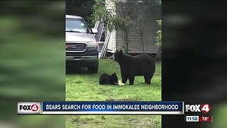 Bears search for food in Immokalee