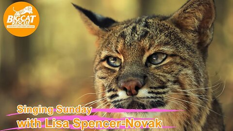 It’s time for Singing Sunday! Come along with Lisa as she sings to Frankie bobcat! 11 12 2023