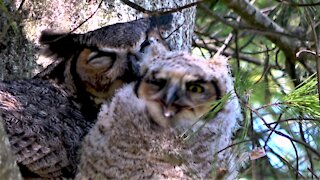 Mother owl cares for her baby chick in the nest