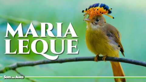 A Incrível Ave MARIA LEQUE DO SUDESTE - Espécies de Pássaros do Brasil
