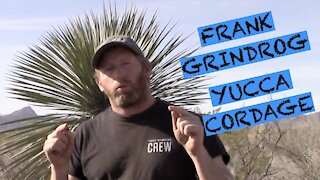 FRANK GRINDROD YUCCA CORDAGE