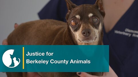 Stop the Cruelty: Berkeley County Animal Control, West Virginia