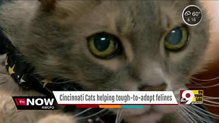 Group helping tough-to-adopt cats